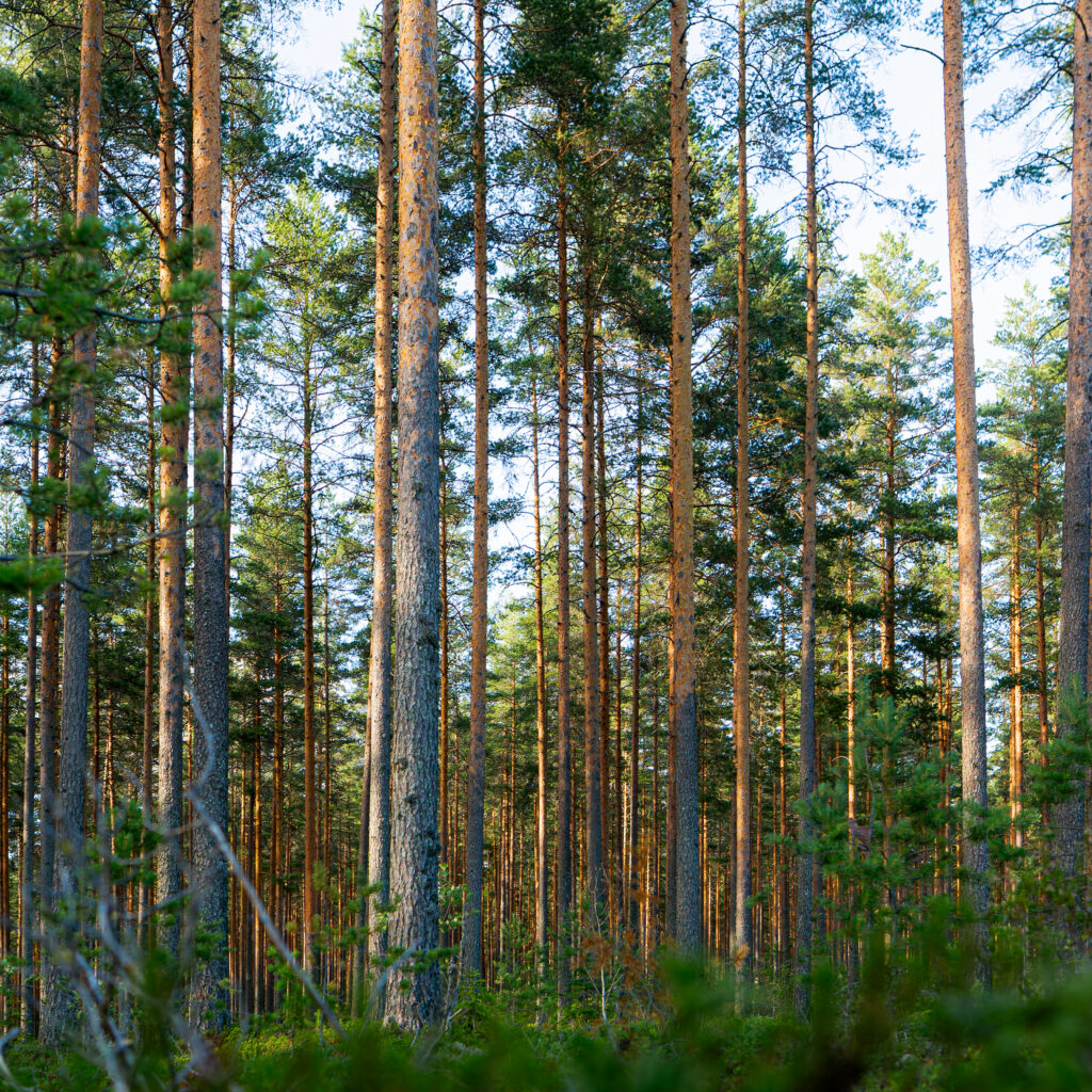 Ein Föhrenwald vom Boden aus fotografiert leichter Sonnenschein